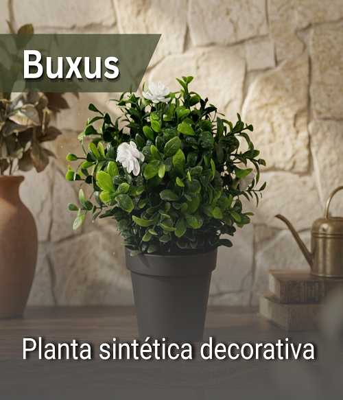 Imagen 05 BUXUS